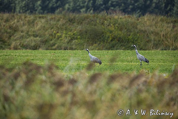 Żurawie, Grus grus