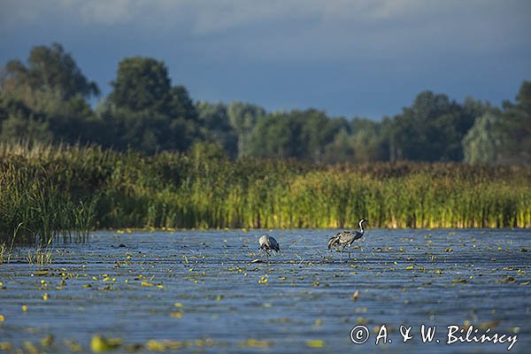 Żurawie, Grus grus