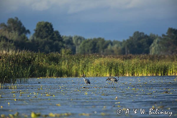 Żurawie, Grus grus