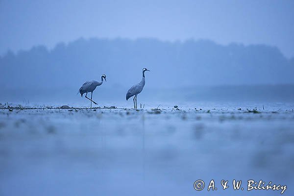 Żurawie, Grus grus