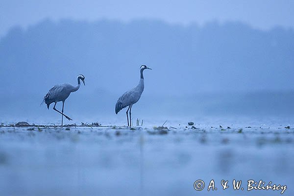 Żurawie, Grus grus