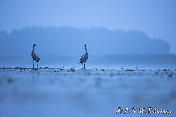 Żurawie, Grus grus