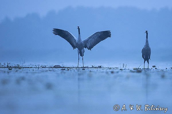 Żurawie, Grus grus
