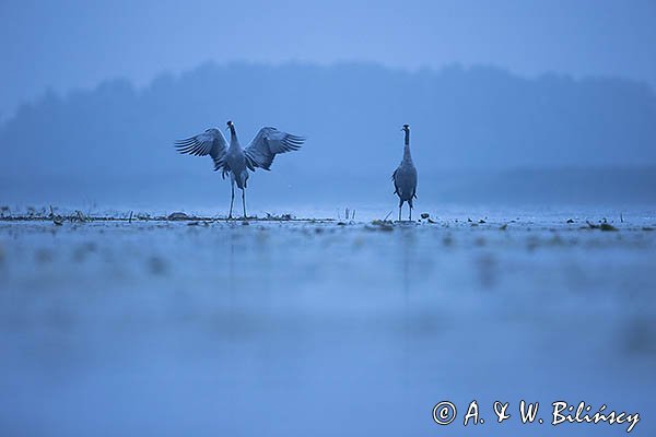 Żurawie, Grus grus