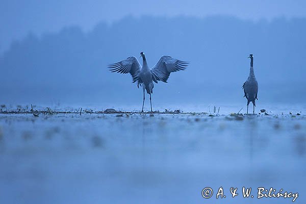 Żurawie, Grus grus