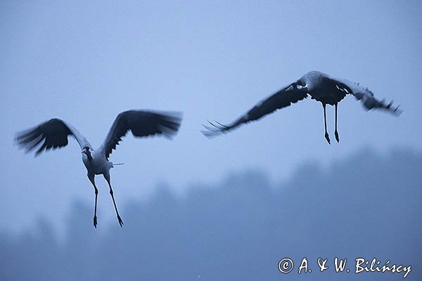 Żurawie, Grus grus