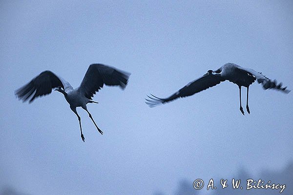 Żurawie, Grus grus