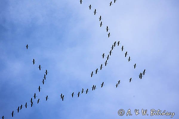 Żuraw zwyczajny, żuraw, żuraw popielaty, żuraw szary, Grus grus