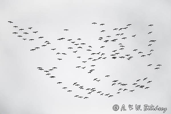 Żuraw zwyczajny, żuraw, żuraw popielaty, żuraw szary, Grus grus