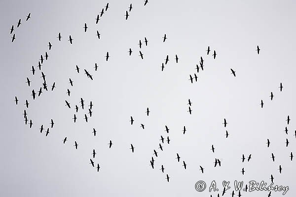 Żuraw zwyczajny, żuraw, żuraw popielaty, żuraw szary, Grus grus