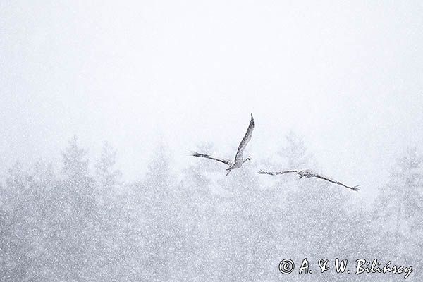 Żuraw zwyczajny, żuraw, żuraw popielaty, żuraw szary, Grus grus w śnieżycy