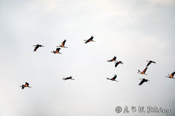 Żuraw zwyczajny, żuraw, żuraw popielaty, żuraw szary, Grus grus