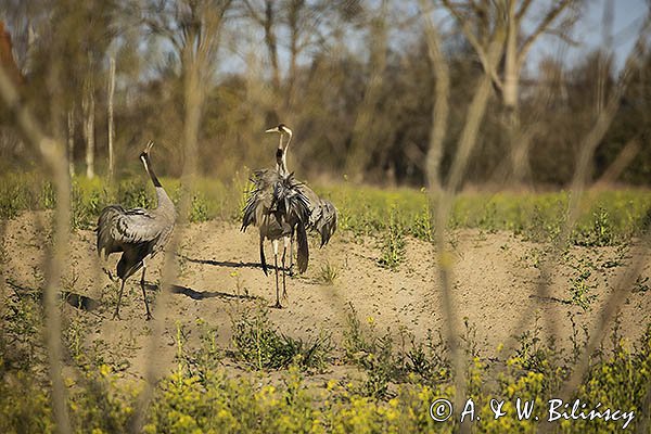 Żuraw zwyczajny, żuraw, żuraw popielaty, żuraw szary, Grus grus, zaloty