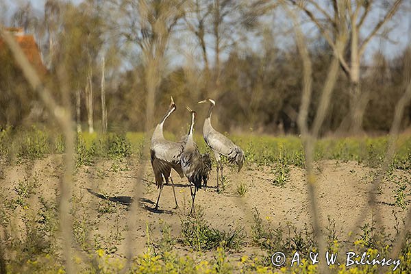 Żuraw zwyczajny, żuraw, żuraw popielaty, żuraw szary, Grus grus, zaloty