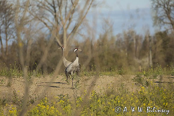 Żuraw zwyczajny, żuraw, żuraw popielaty, żuraw szary, Grus grus, zaloty