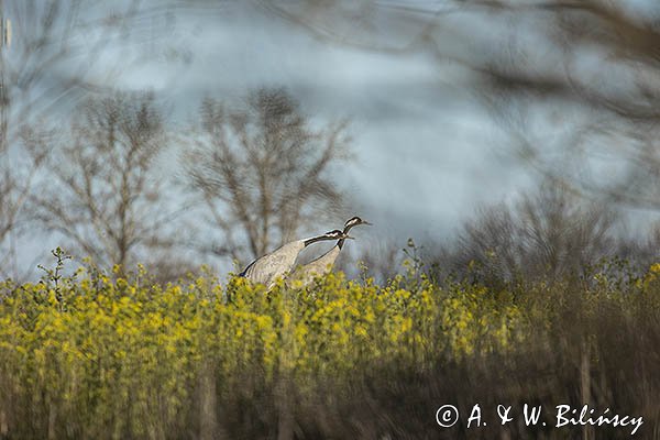 Żuraw zwyczajny, żuraw, żuraw popielaty, żuraw szary, Grus grus, zaloty