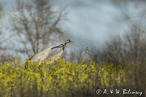 Żuraw zwyczajny, żuraw, żuraw popielaty, żuraw szary, Grus grus, zaloty