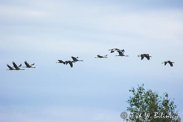 Żuraw zwyczajny, żuraw, żuraw popielaty, żuraw szary, Grus grus
