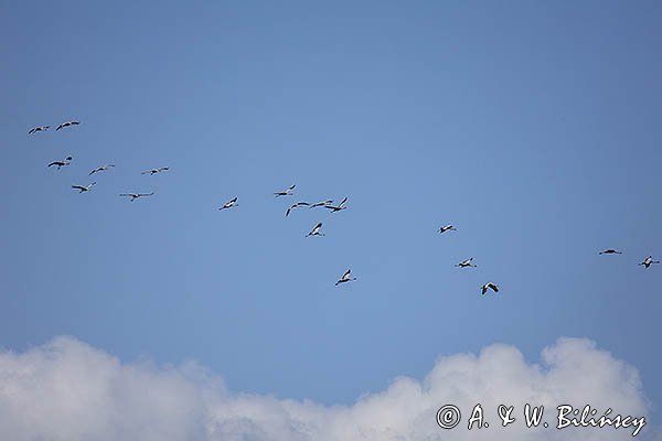 Żuraw zwyczajny, żuraw, żuraw popielaty, żuraw szary, Grus grus