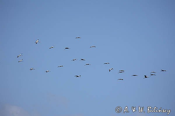 Żuraw zwyczajny, żuraw, żuraw popielaty, żuraw szary, Grus grus