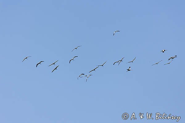 Żuraw zwyczajny, żuraw, żuraw popielaty, żuraw szary, Grus grus