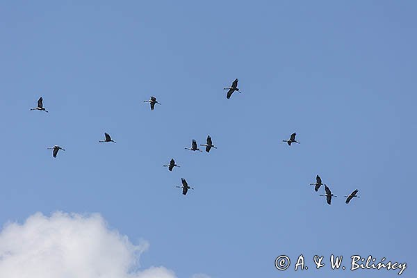 Żuraw zwyczajny, żuraw, żuraw popielaty, żuraw szary, Grus grus