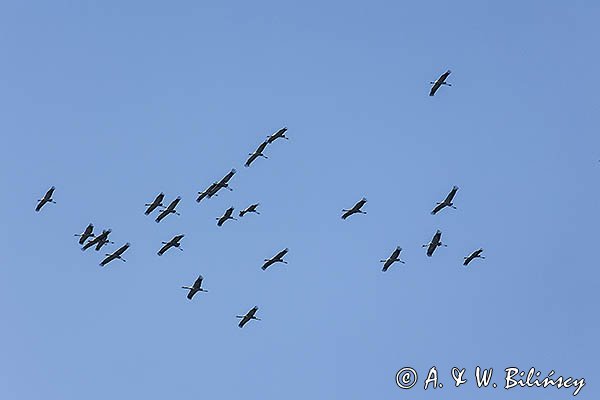 Żuraw zwyczajny, żuraw, żuraw popielaty, żuraw szary, Grus grus