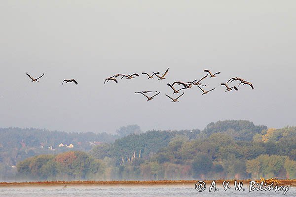 Żuraw zwyczajny, żuraw, żuraw popielaty, żuraw szary, Grus grus, w porannej mgle nad Wisłą