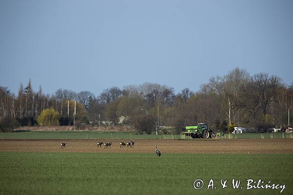 Sarny, Capreolus capreolus, żuraw, grus grus, i traktor