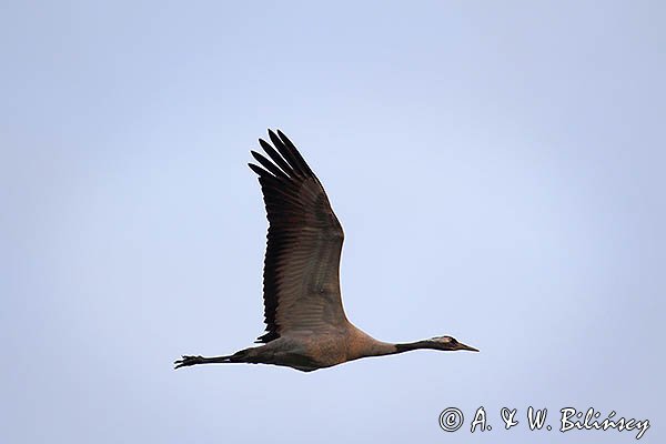 Żuraw zwyczajny, żuraw, żuraw popielaty, żuraw szary, Grus grus