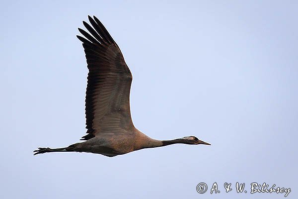 Żuraw zwyczajny, żuraw, żuraw popielaty, żuraw szary, Grus grus