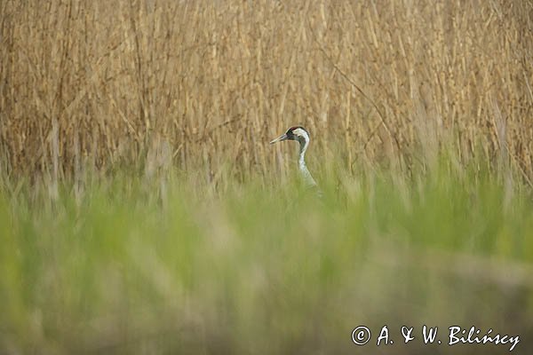 Żuraw zwyczajny, żuraw, żuraw popielaty, żuraw szary, Grus grus