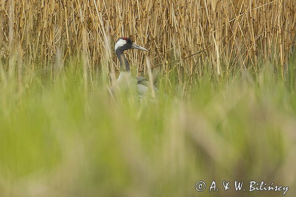 Żuraw zwyczajny, żuraw, żuraw popielaty, żuraw szary, Grus grus
