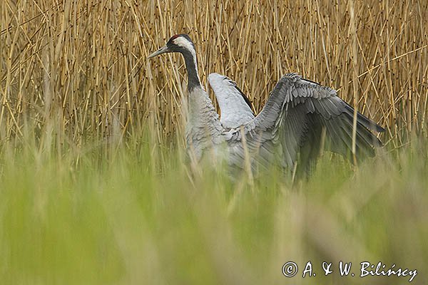 Żuraw zwyczajny, żuraw, żuraw popielaty, żuraw szary, Grus grus