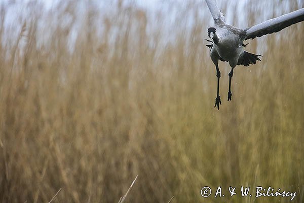 Żuraw zwyczajny, żuraw, żuraw popielaty, żuraw szary, Grus grus