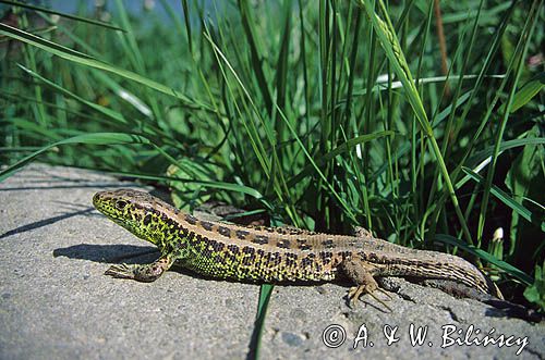 jaszczurka zwinka samiec, Lacerta agilis