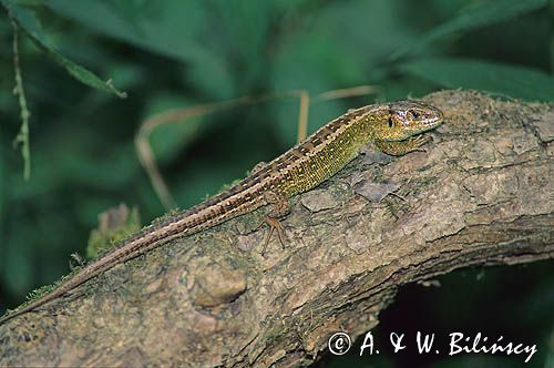 jaszczurka zwinka samiec, Lacerta agilis