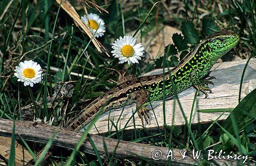 jaszczurka zwinka samiec, Lacerta agilis