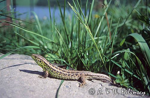 Jaszczurka zwinka, Lacerta agilis, gatunek jaszczurki z rodziny jaszczurek właściwych, samiec