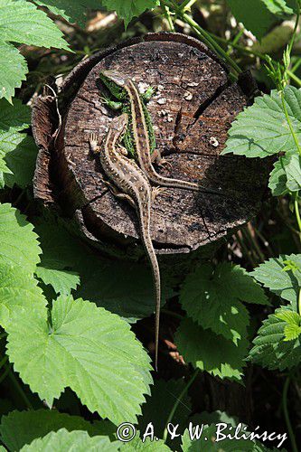 Jaszczurka zwinka, Lacerta agilis, para, gody