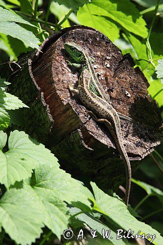 Jaszczurka zwinka, Lacerta agilis, para, gody