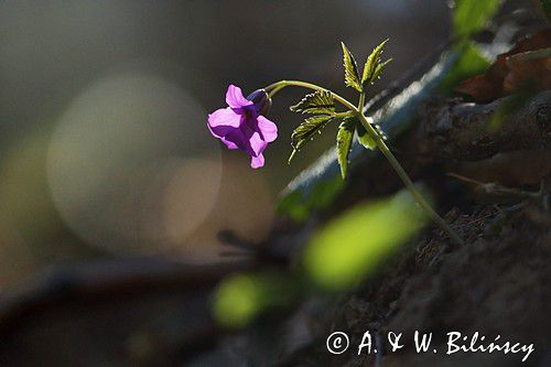 żywiec gruczołowaty Dentaria glandulosa