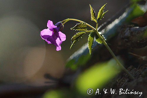 Żywiec gruczołowaty Dentaria glandulosa