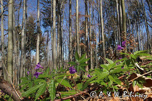 Buczyna karpacka, żywiec gruczołowaty, Dentaria glandulosa, fot. A.& W. Bilińscy