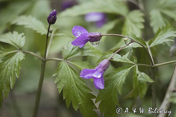 Żywiec gruczołowaty Dentaria glandulosa