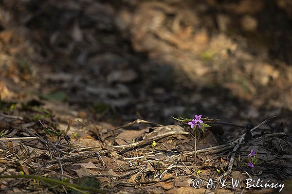 Żywiec gruczołowaty Dentaria glandulosa