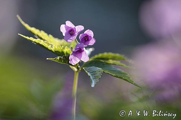Żywiec gruczołowaty, Dentaria glandulosa