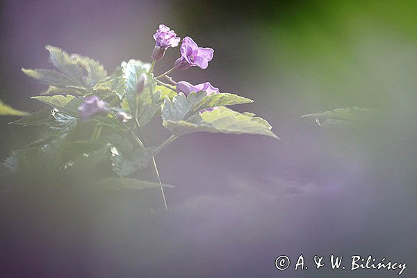 Żywiec gruczołowaty, Dentaria glandulosa