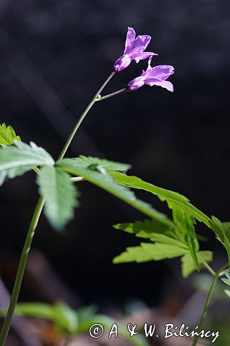 żywiec gruczołowaty Dentaria glandulosa
