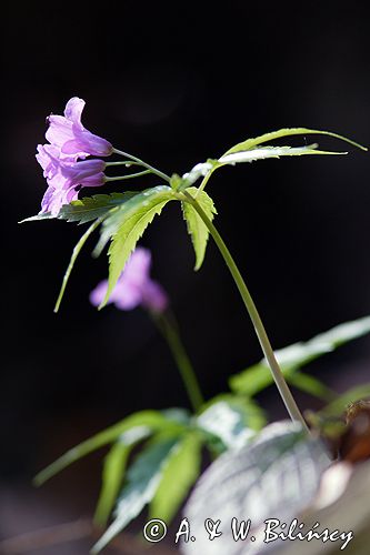 żywiec gruczołowaty Dentaria glandulosa